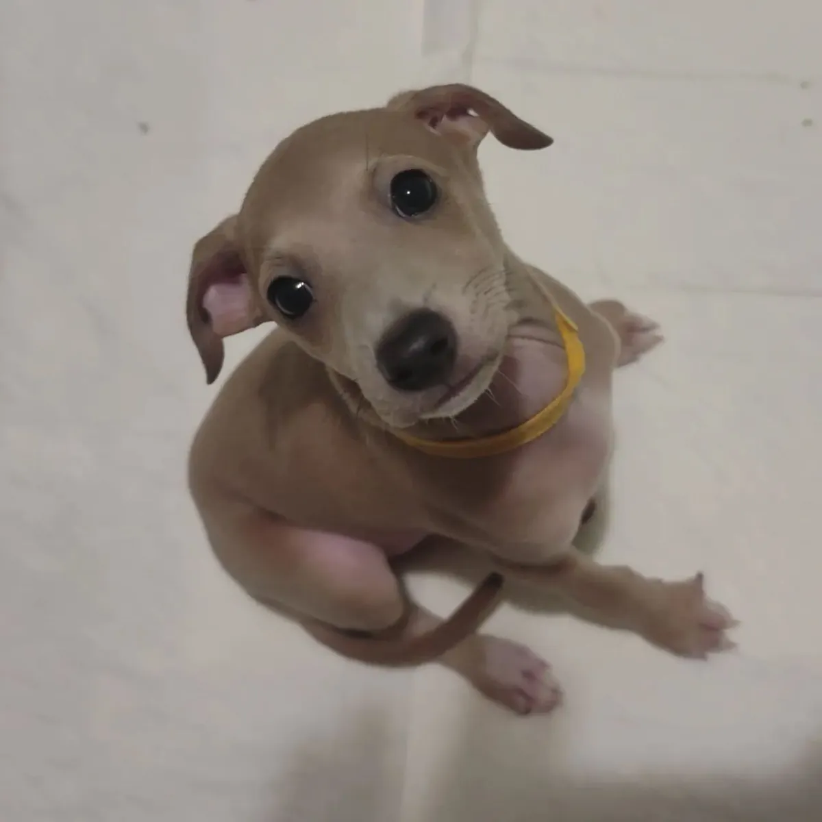Jolis beaux chiots Greyhound italien