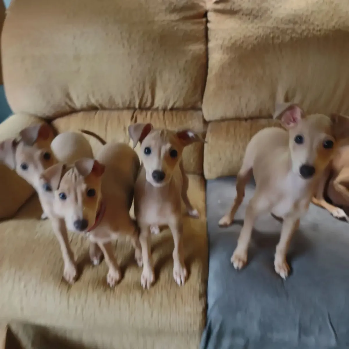 Cute beautiful male and female Italian Greyhound Puppies
