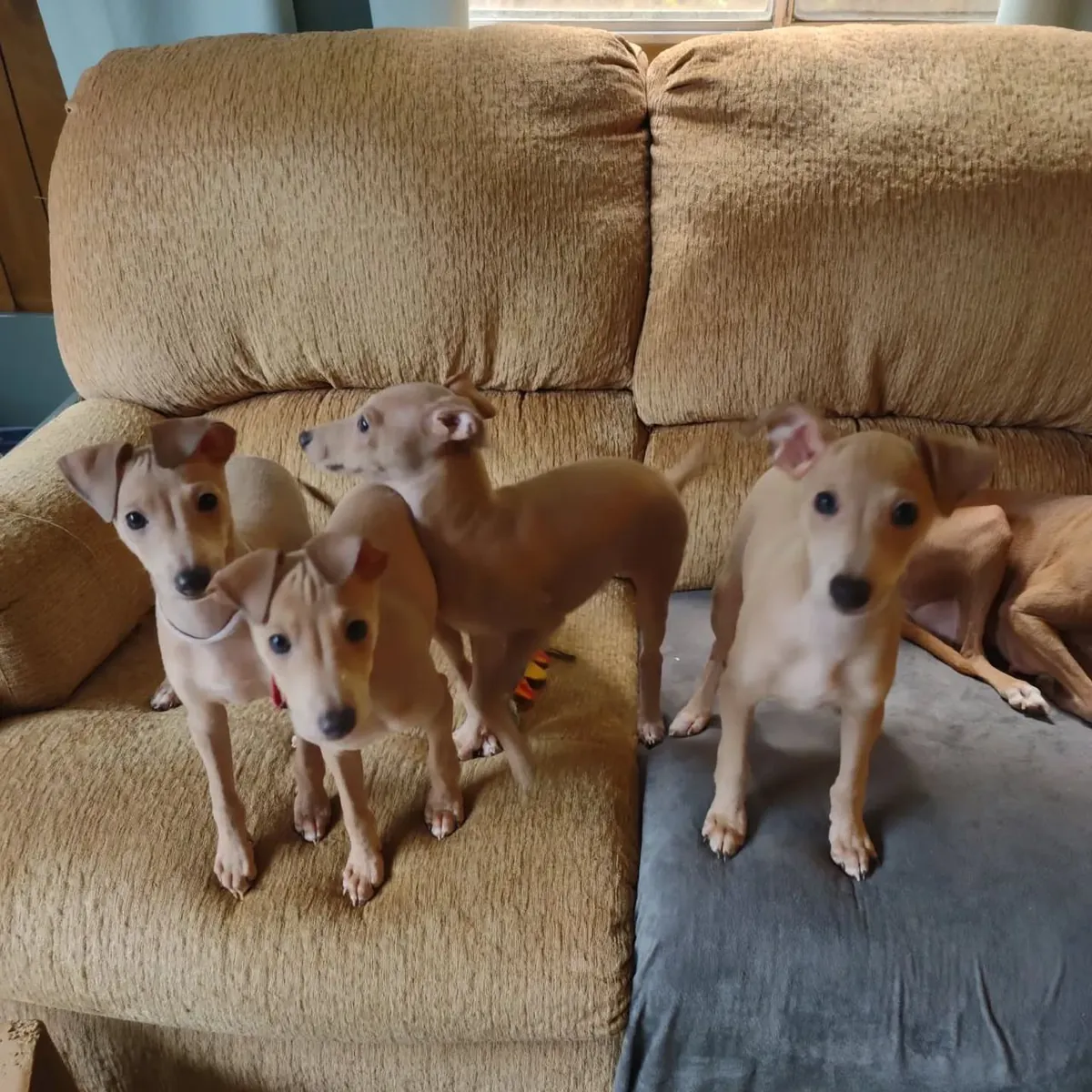 Cute beautiful male and female Italian Greyhound Puppies
