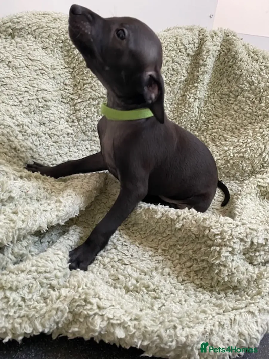 Adorables beaux chiots Greyhound italien
