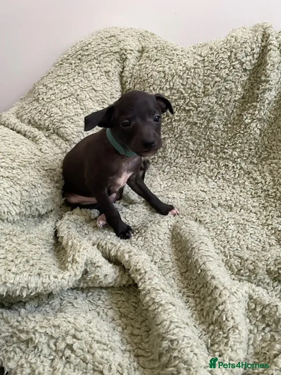 Adorables beaux chiots Greyhound italien