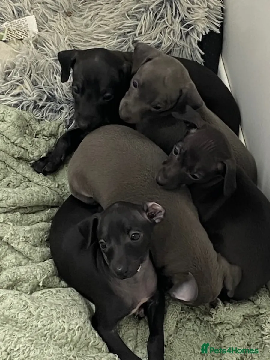 Adorables beaux chiots Greyhound italien