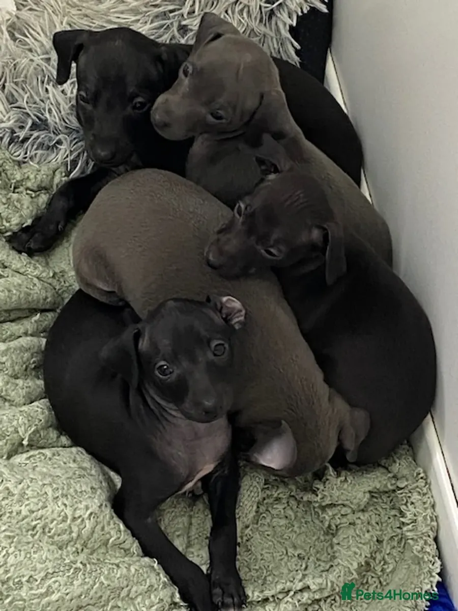 Chiots Greyhound Italien