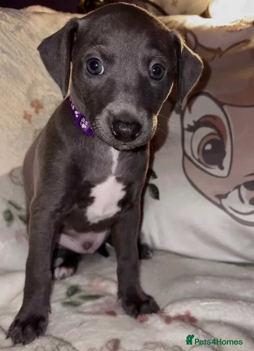 Chiots Greyhound Italien