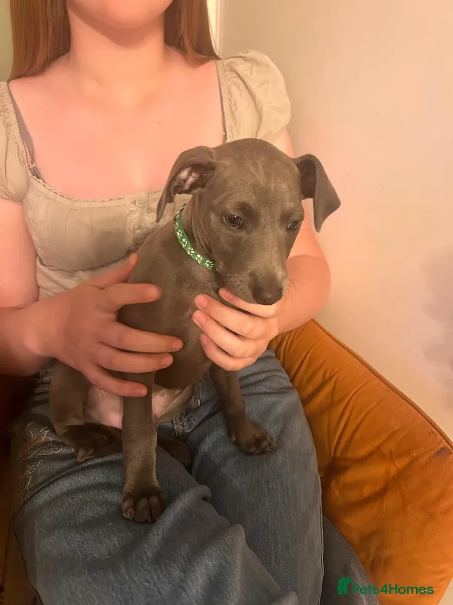Chiots Greyhound Italien