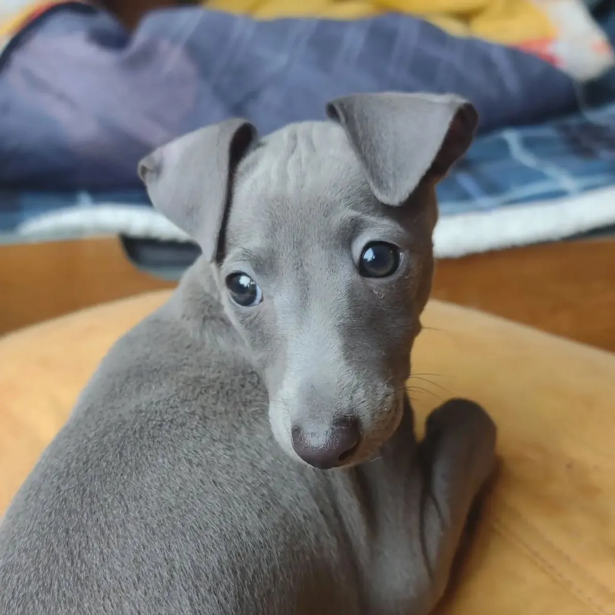 Superbes beaux chiots Greyhound italien