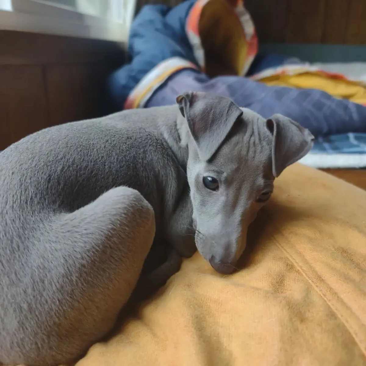 Superbes beaux chiots Greyhound italien