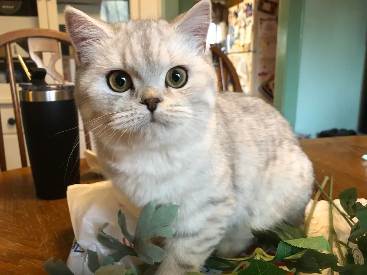 Sessiz kedi, buradaki ortam uygun değil sadece.