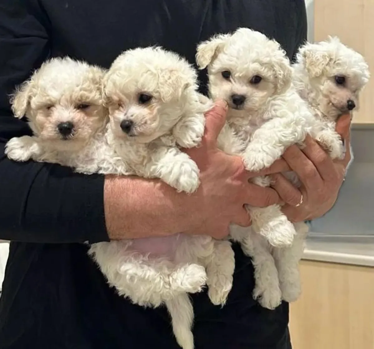 Bichons Puppies