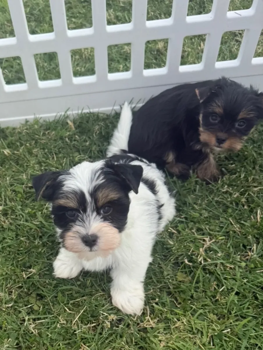 Yorkshire Terrier