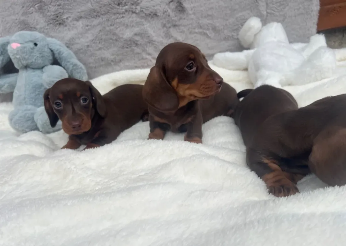 Chiots teckels