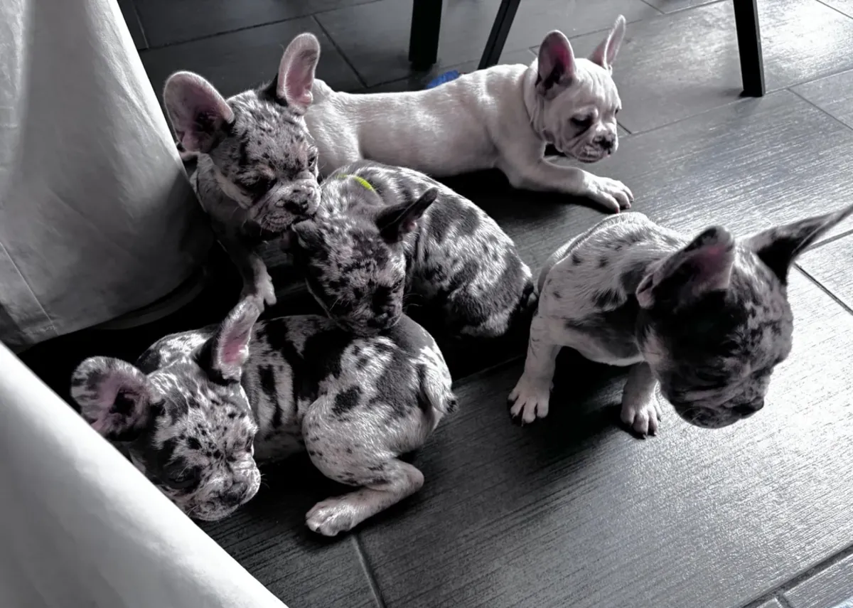 French Bulldog Puppies