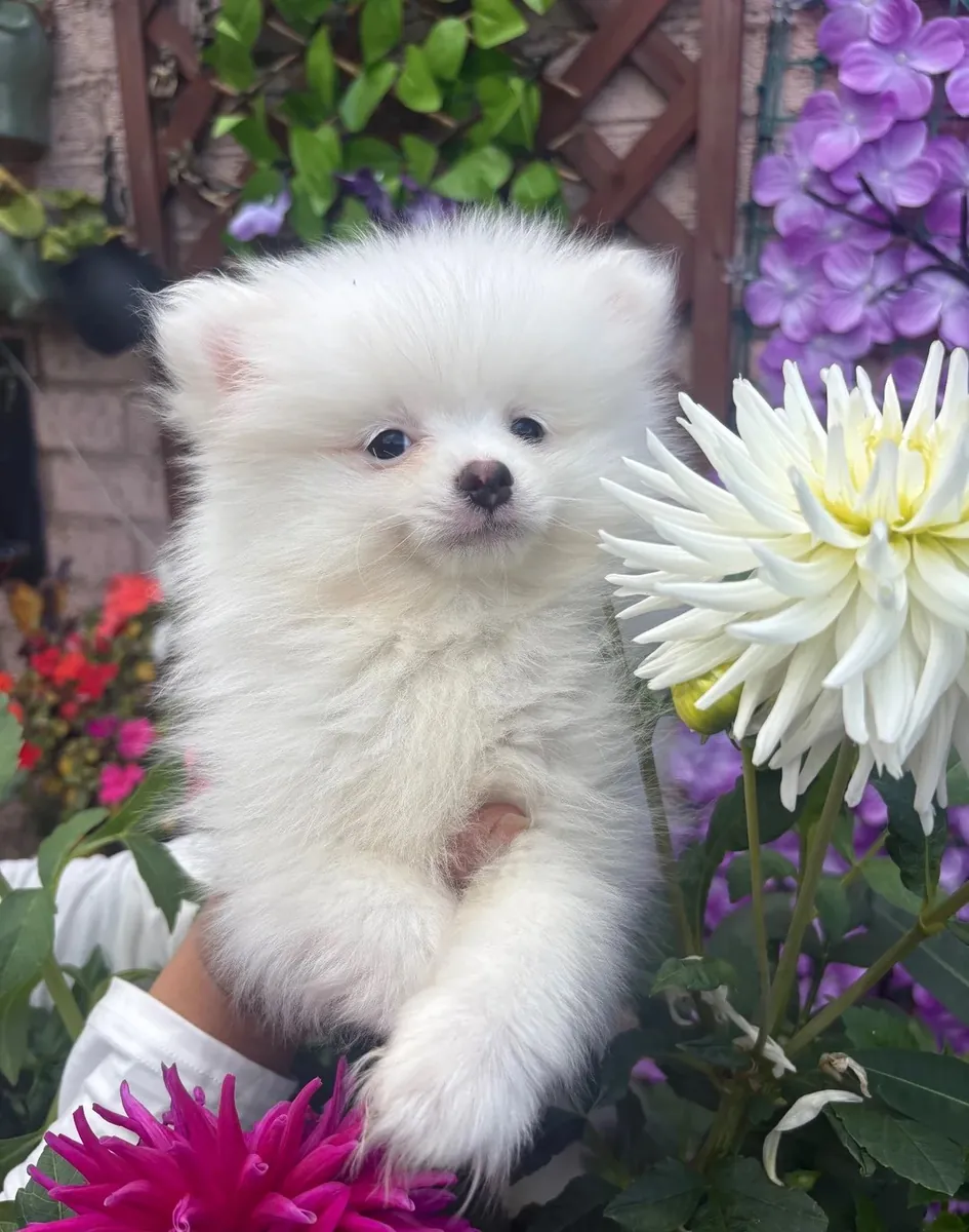 Pomeraniens en bonne santé