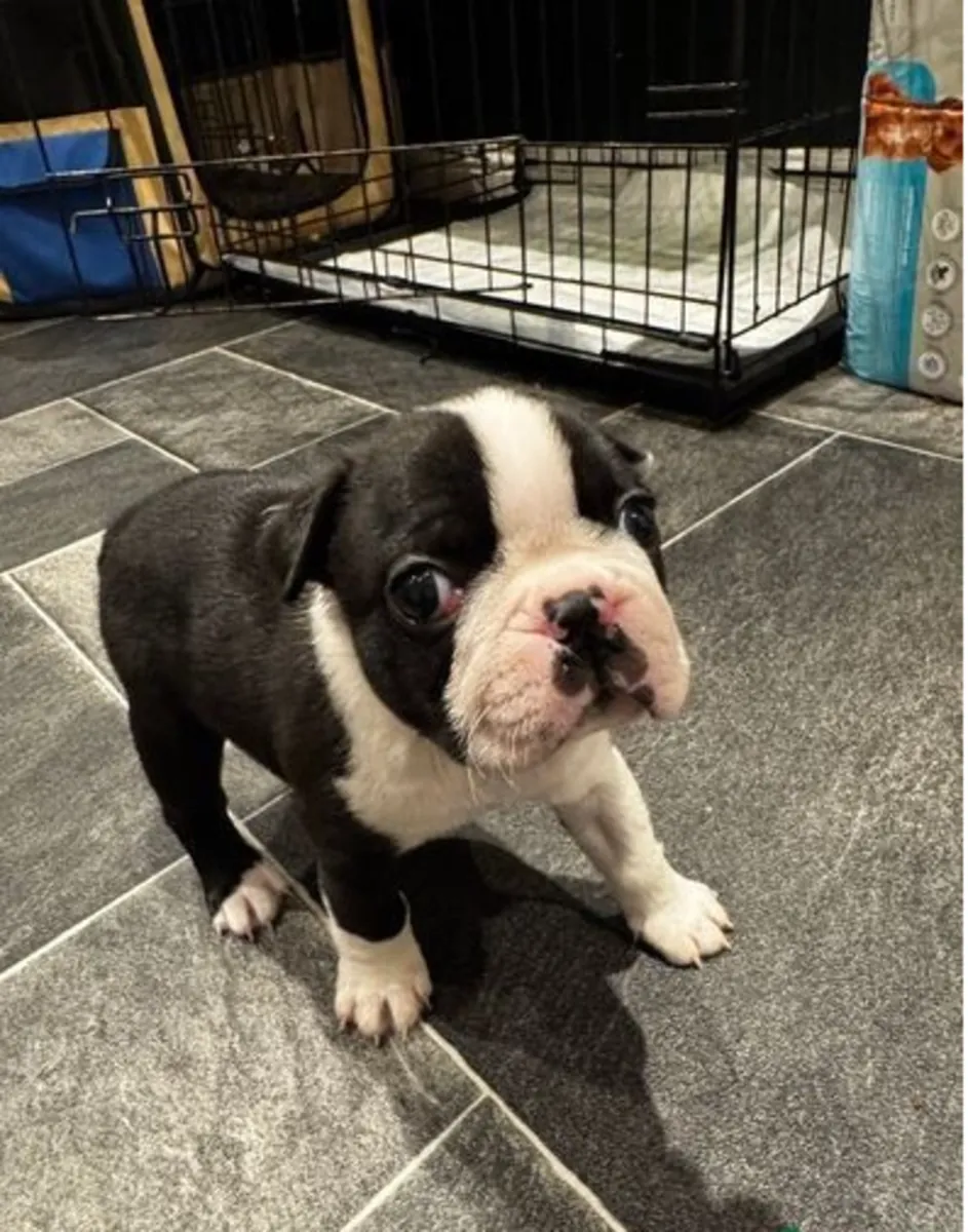 波士顿犬幼犬
