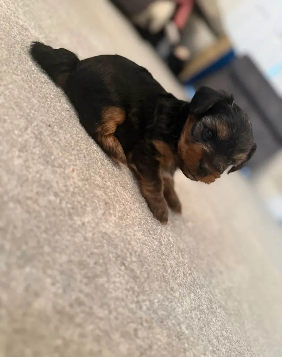 约克夏犬