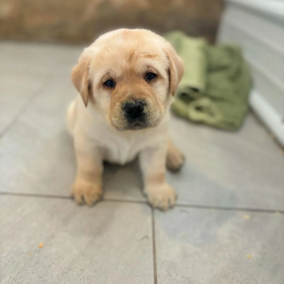 Gary is ready for adoption 