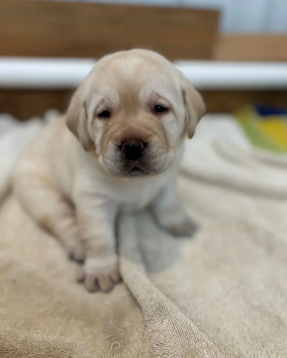 cute labrador retriever ready for adoption 