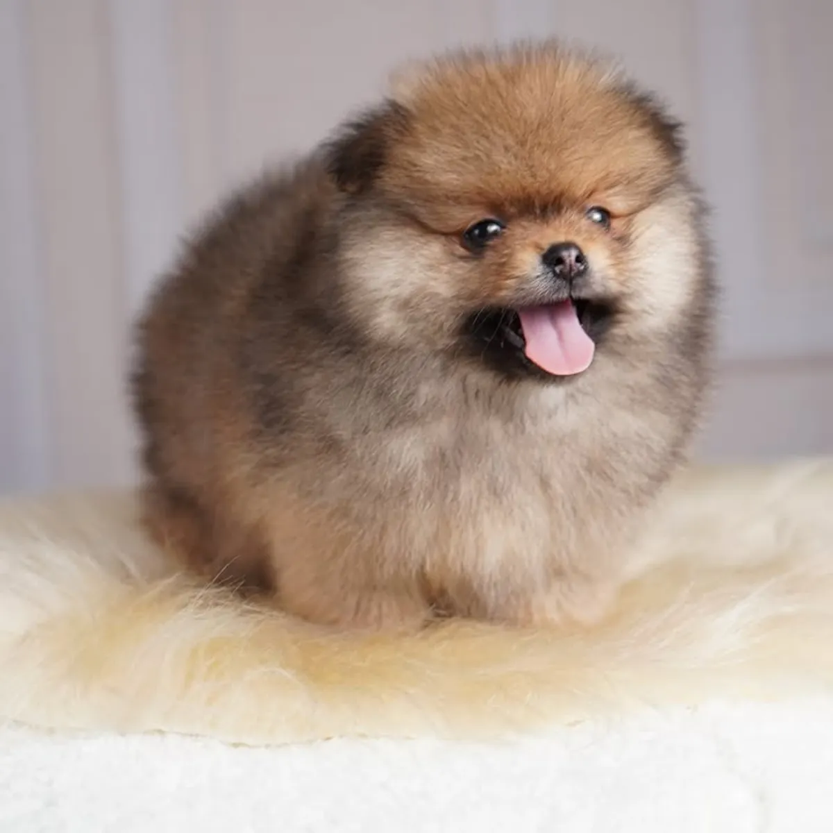 Spitz enano de Pomerania