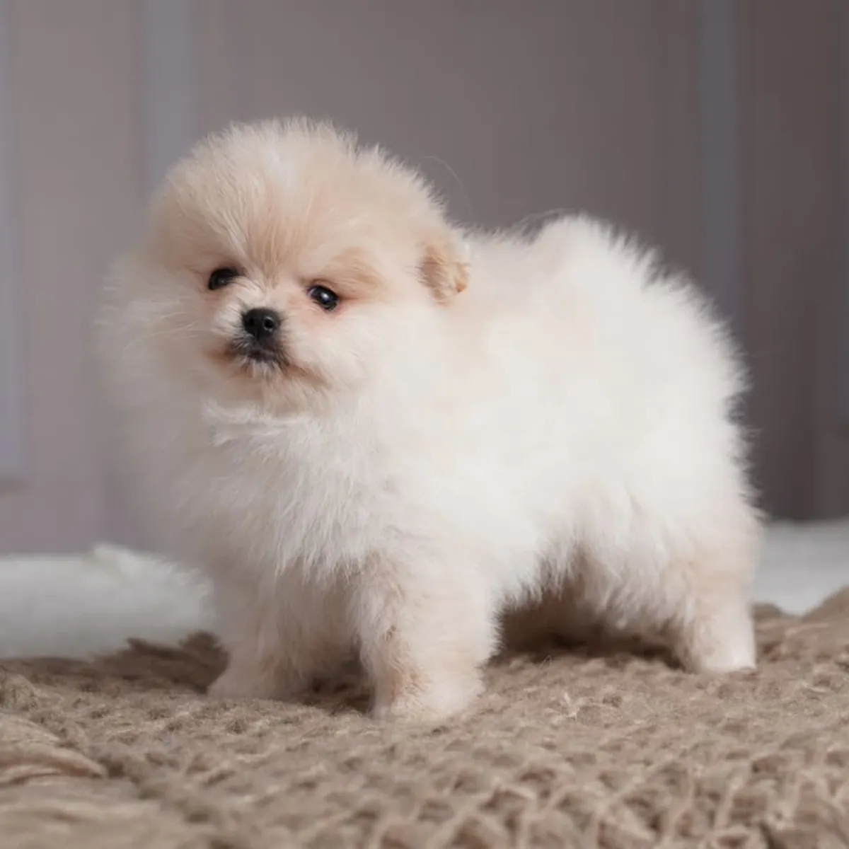 Spitz enano de Pomerania