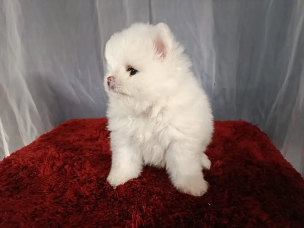 Spitz enano de Pomerania