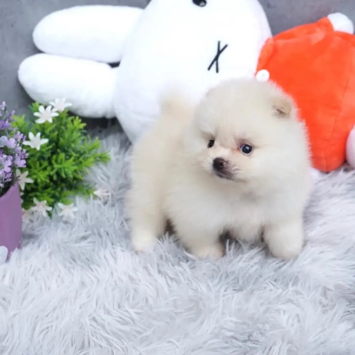 Spitz enano de Pomerania