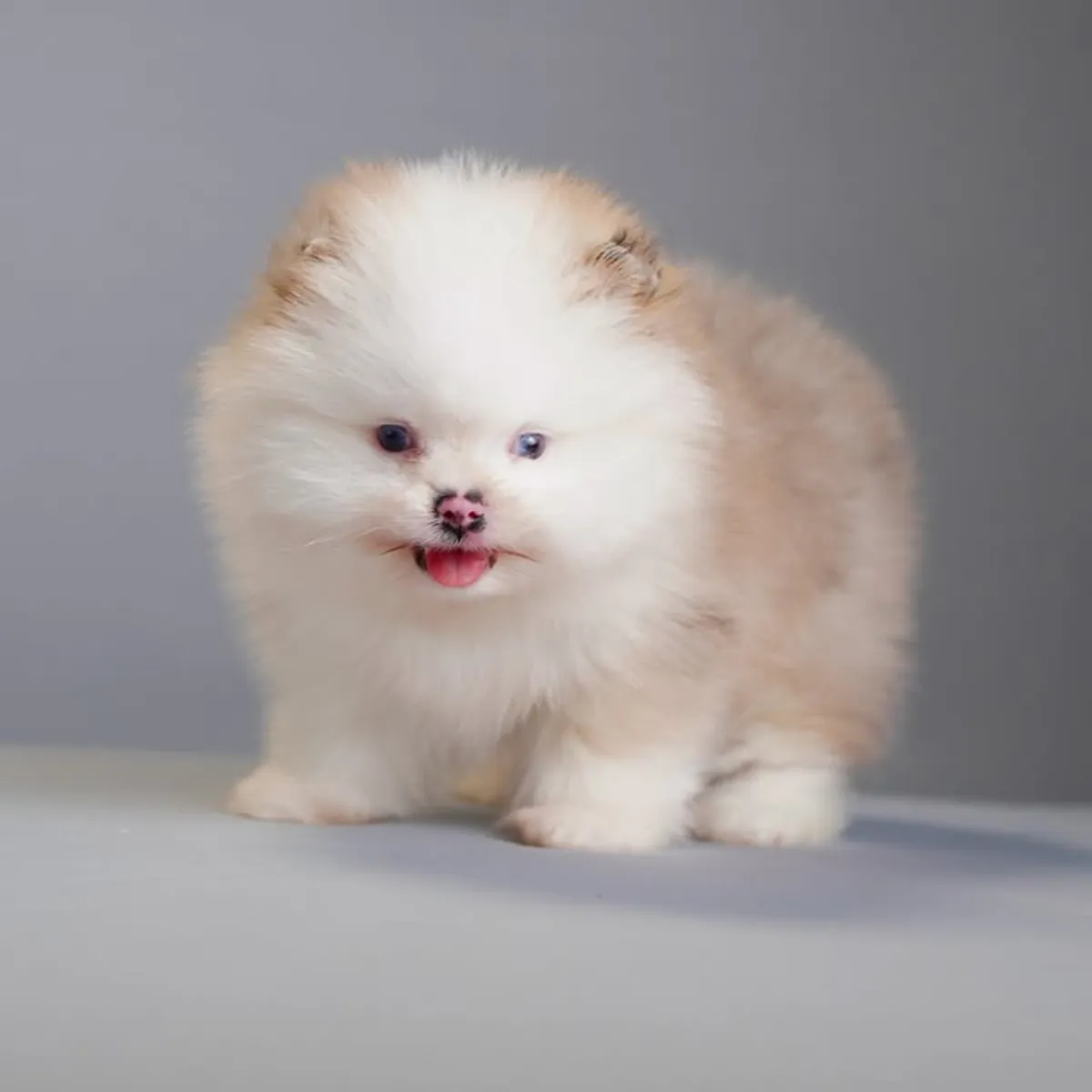 Spitz enano de Pomerania