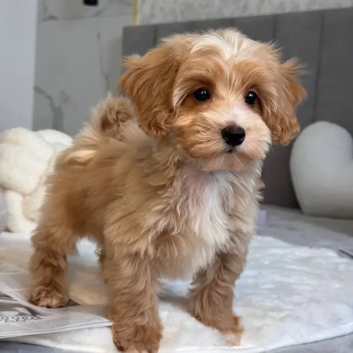 马尔提普犬幼崽寻找一个家