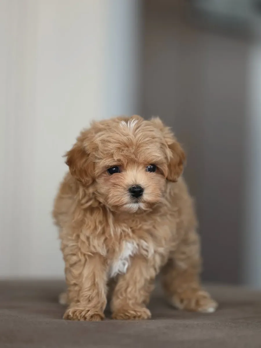 马尔提普犬幼崽寻找一个家