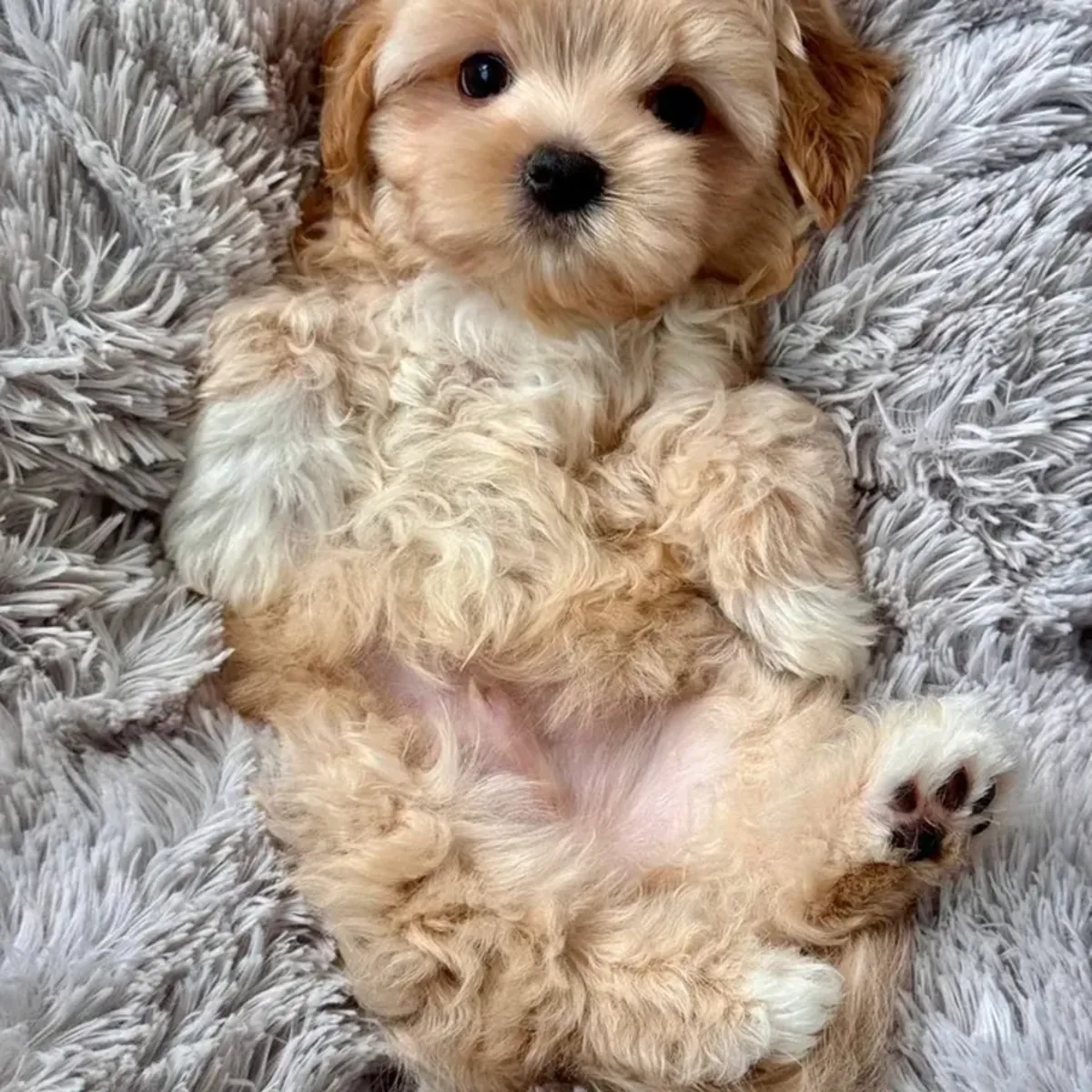 马尔提普犬幼崽寻找一个家