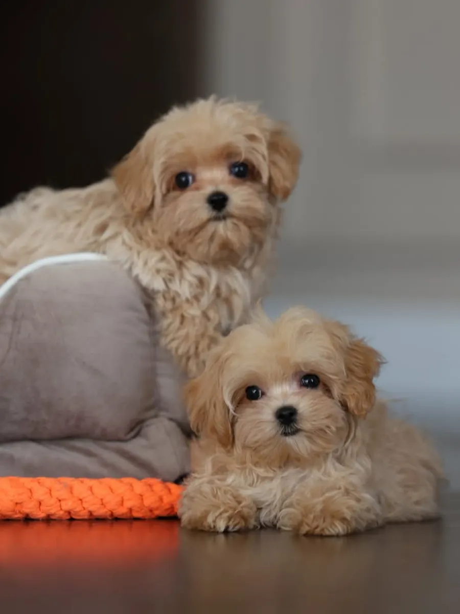 马尔提普犬幼崽寻找一个家