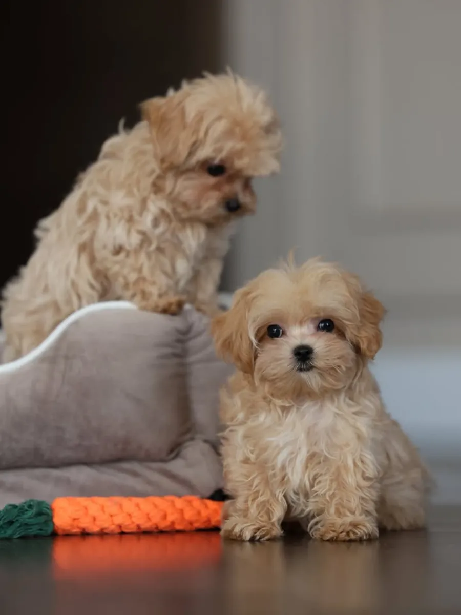 马尔提普犬幼崽寻找一个家