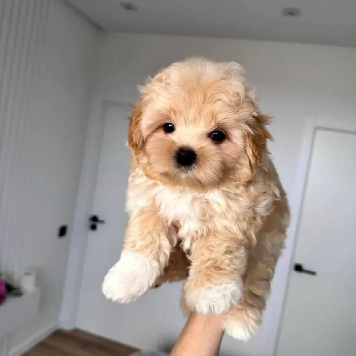 马尔提普犬幼崽寻找一个家