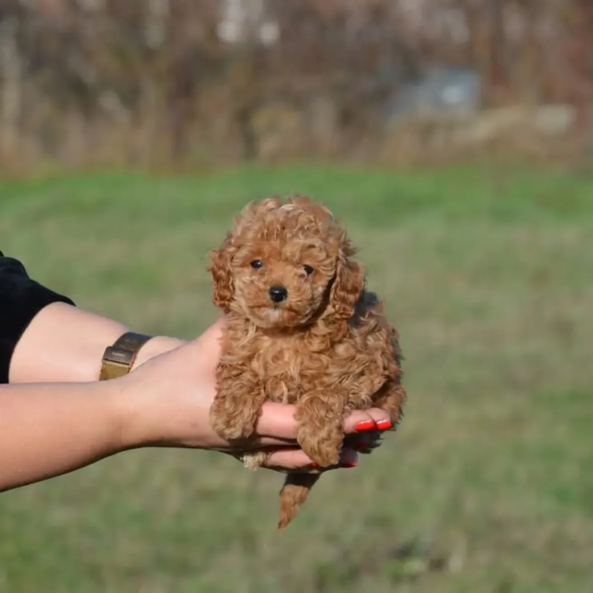 Cachorros de caniche miniatura adorables