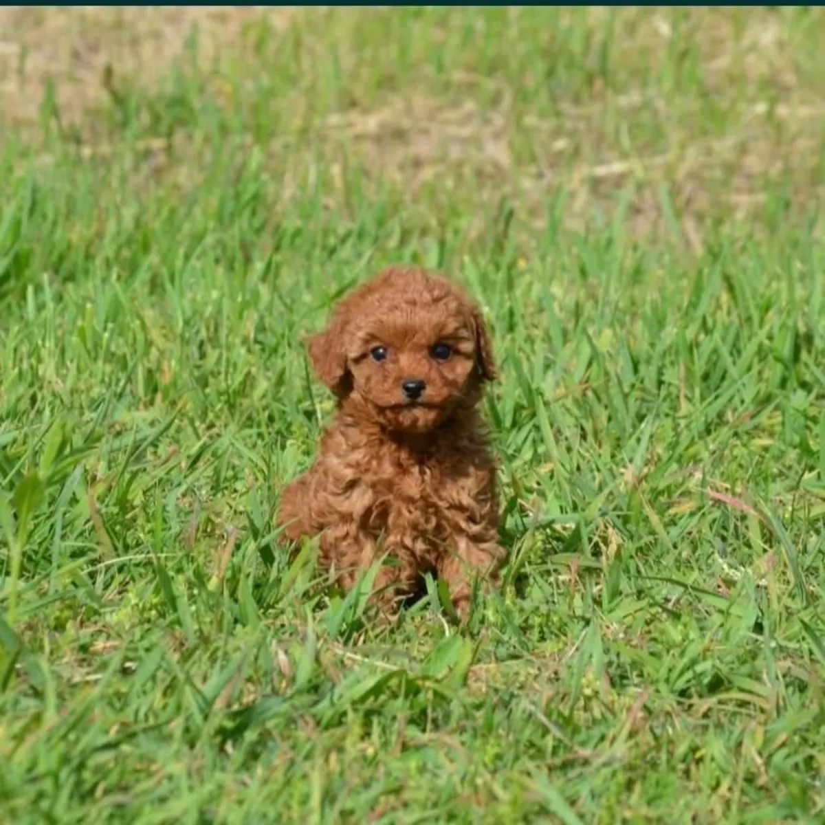 Cachorros de caniche miniatura adorables
