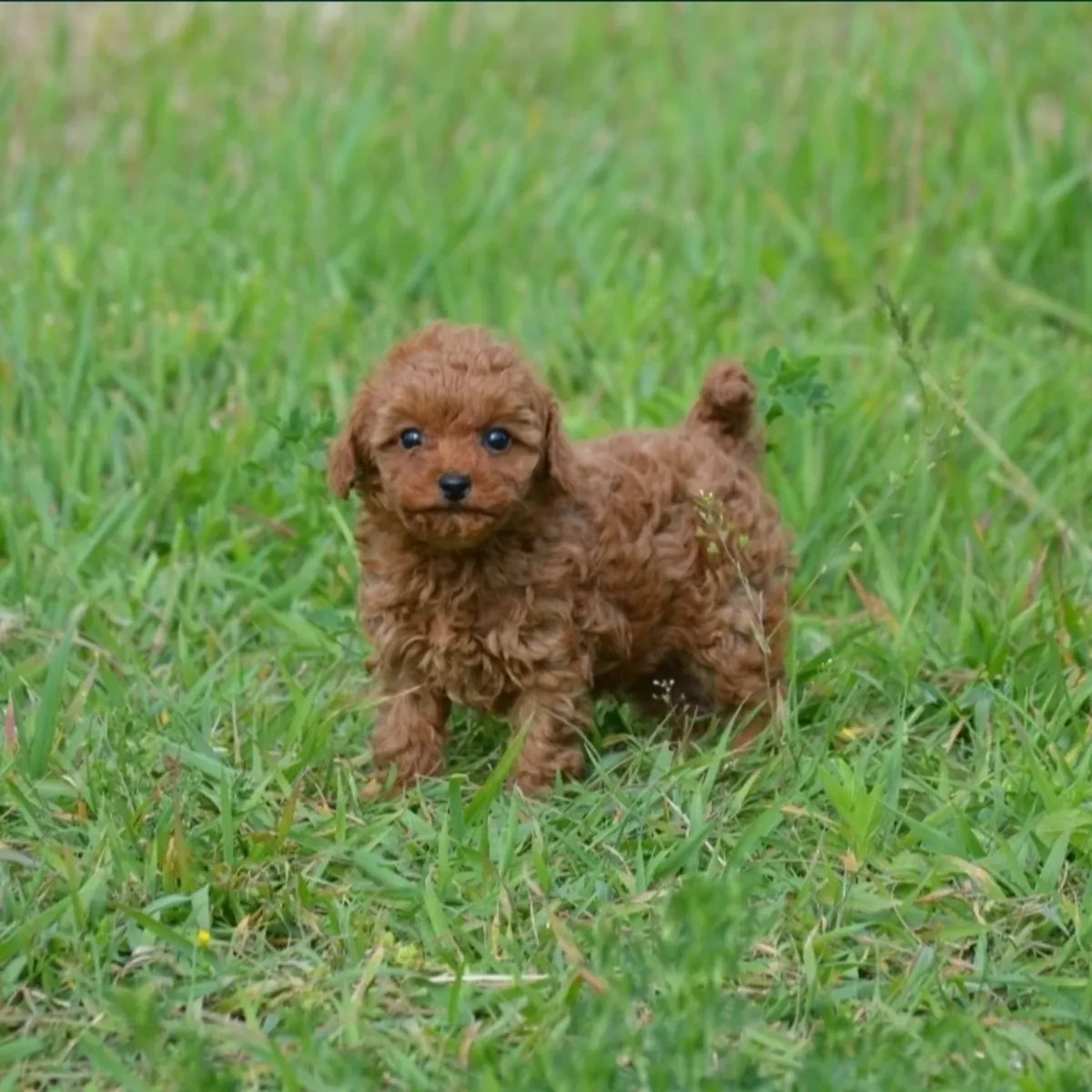 Cachorros de caniche miniatura adorables