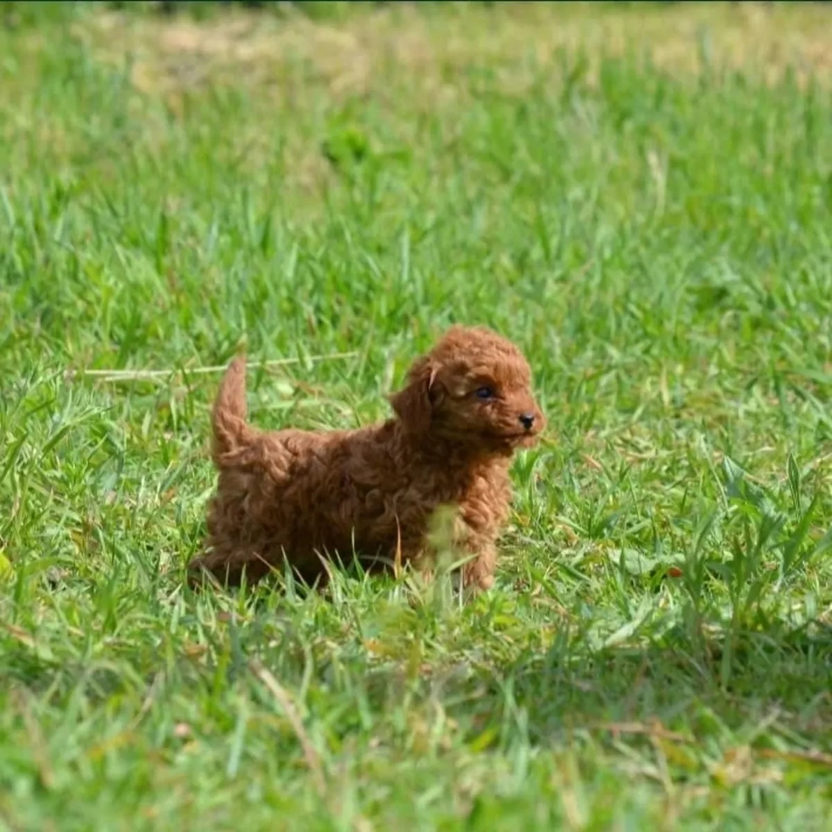 Cachorros de caniche miniatura adorables