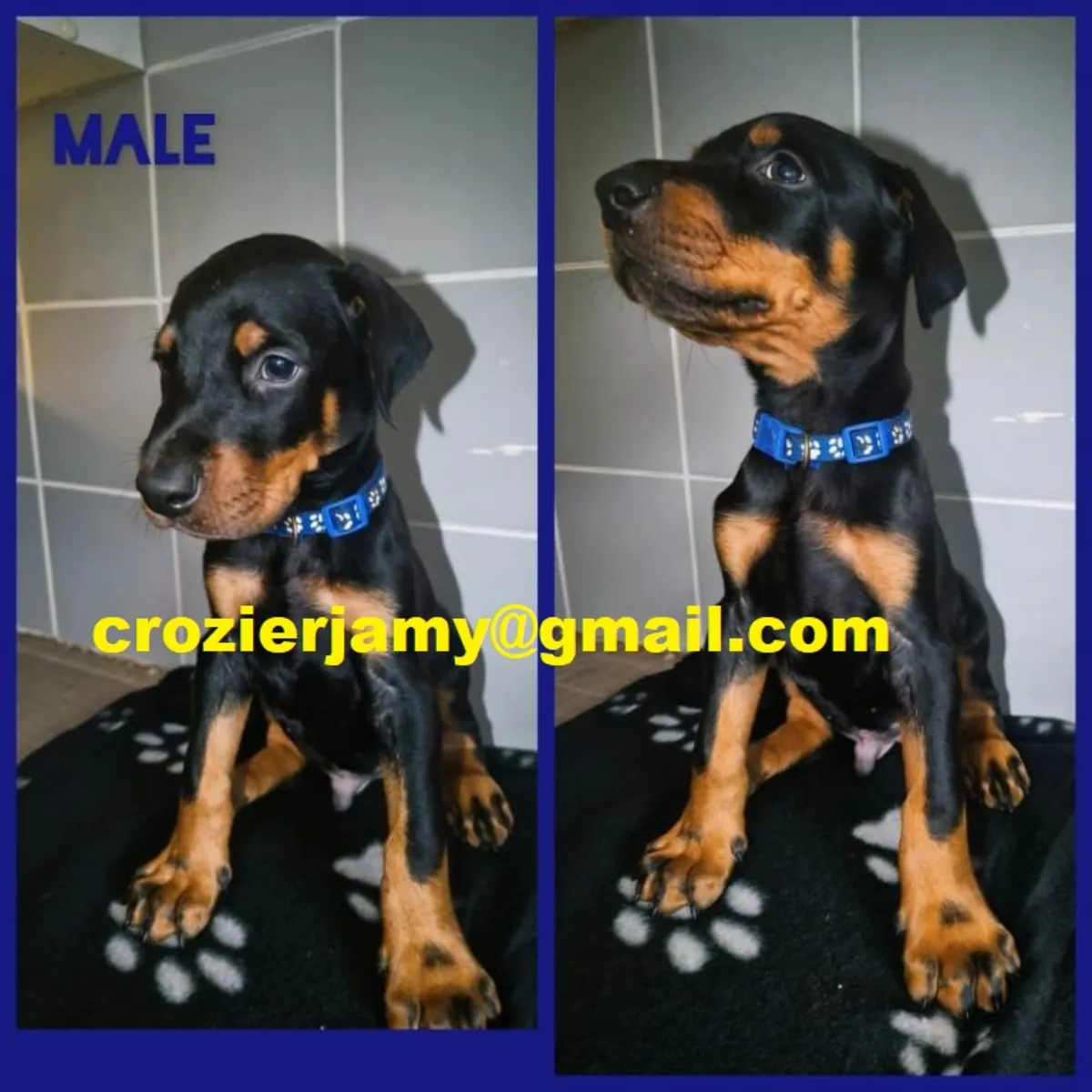Cachorros de dóberman europeo