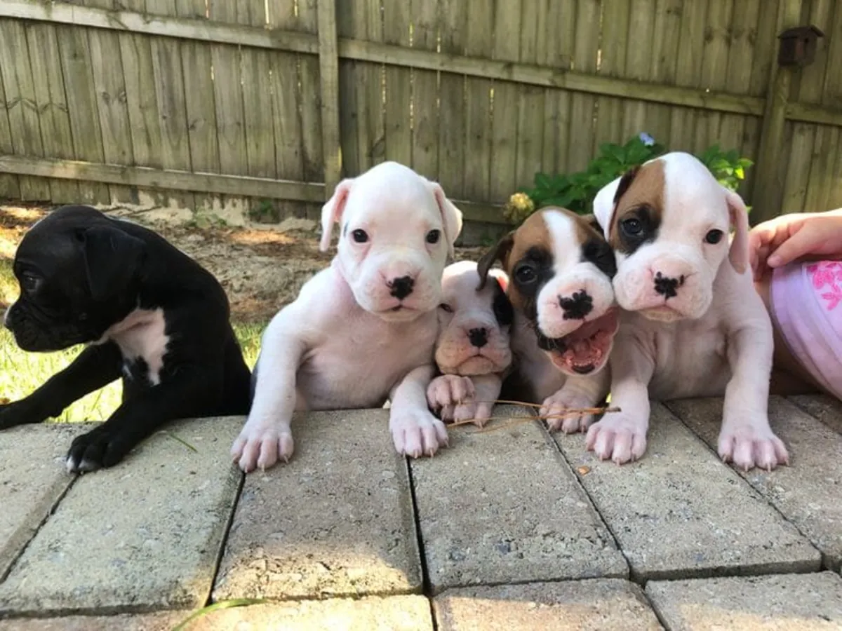 Cachorro Boxer Dulce y Aventurero 34 632 000 221