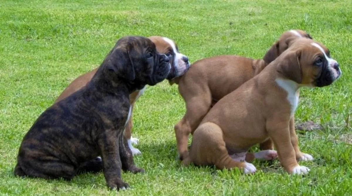 Cachorro Boxer Noble y Juguetón 34 632 000 221