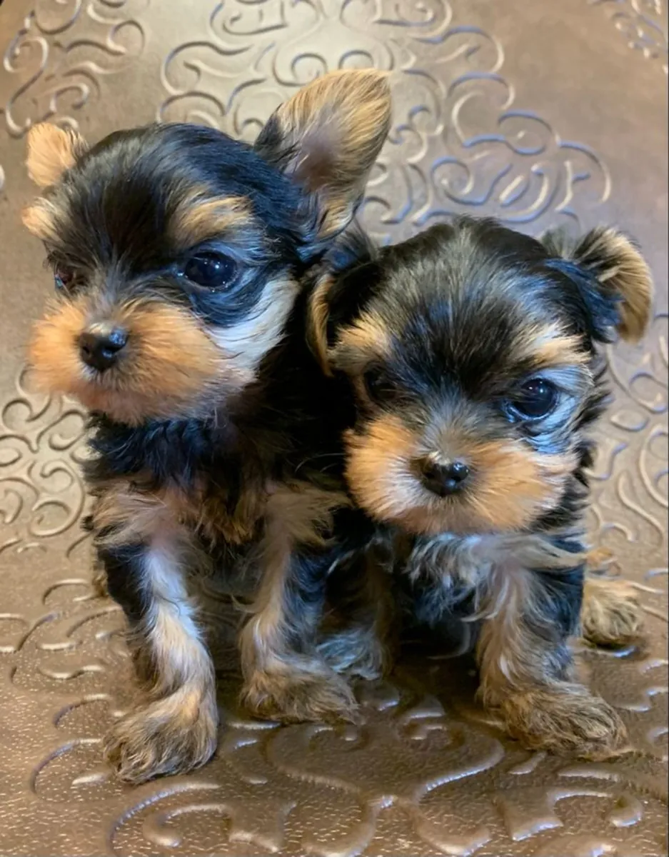 可爱迷人的约克夏犬幼犬 34 632 000 221