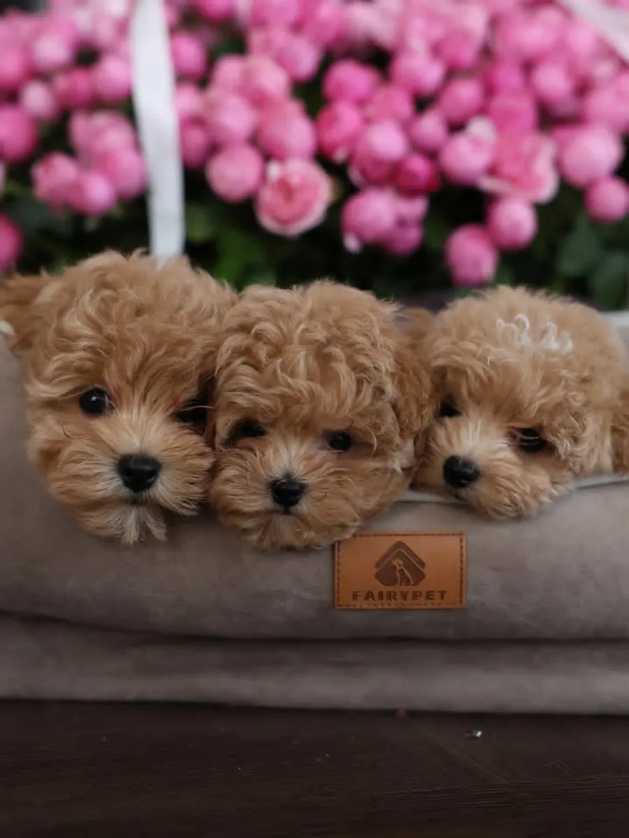 Chiots de caniche miniature