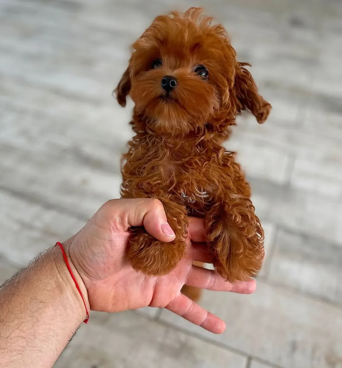 Chiots de caniche miniature
