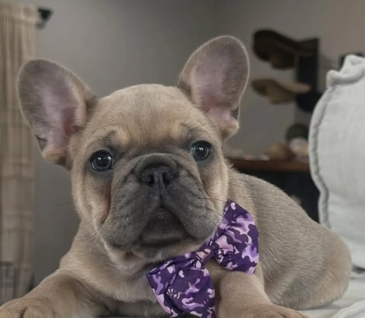 Cachorros de bulldog francés buscan un hogar definitivo.
