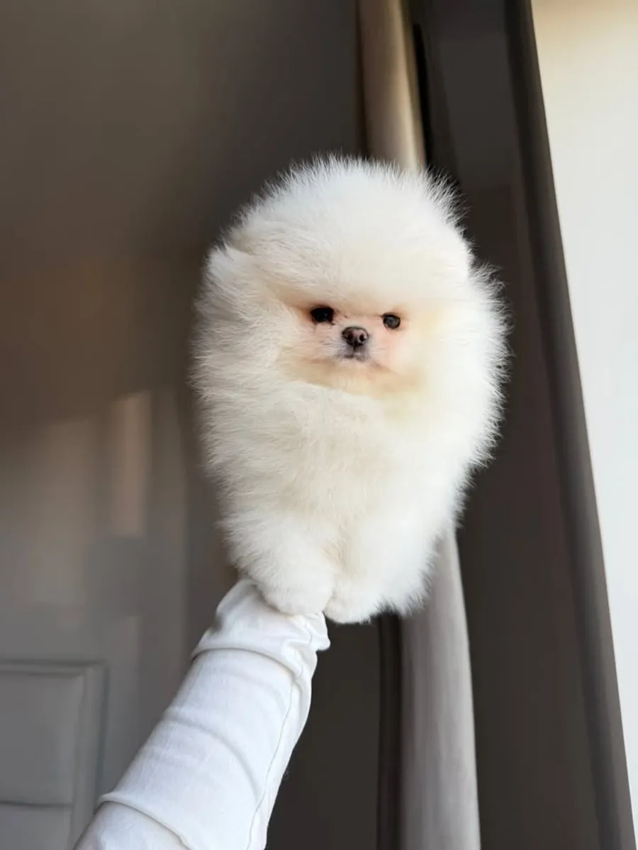 cachorros de pomerania