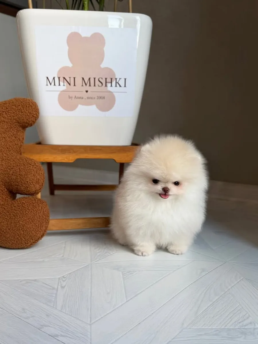 cachorros de pomerania