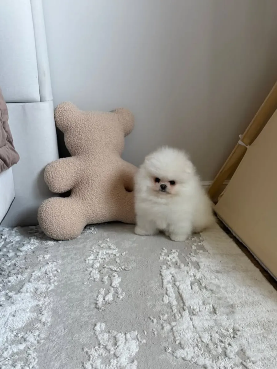 cachorros de pomerania