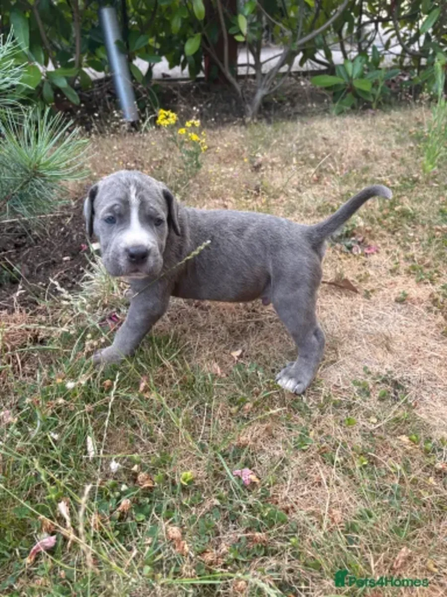 卡内科索幼犬寻找新家。