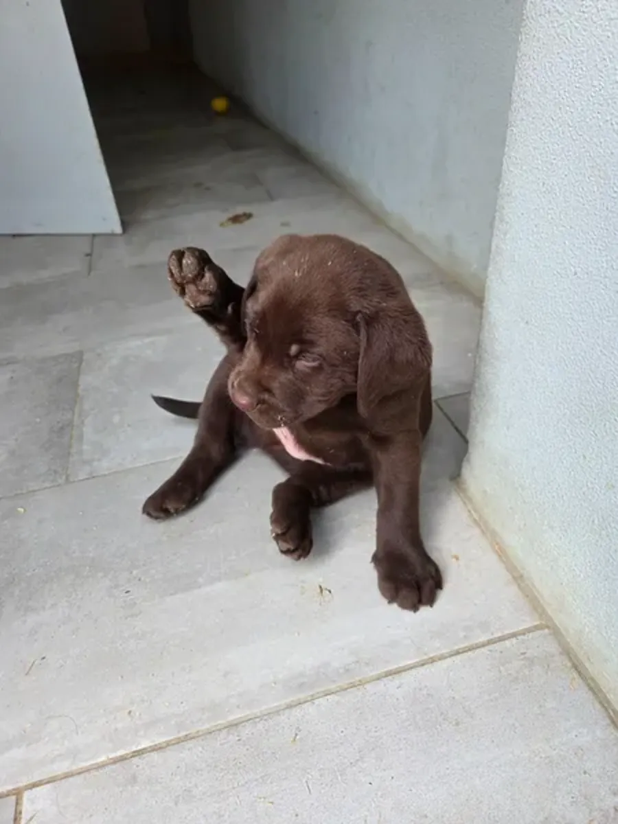 labrador yavruları