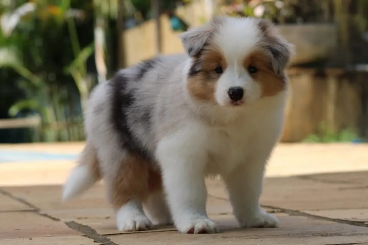 cachorros de Border Collie
