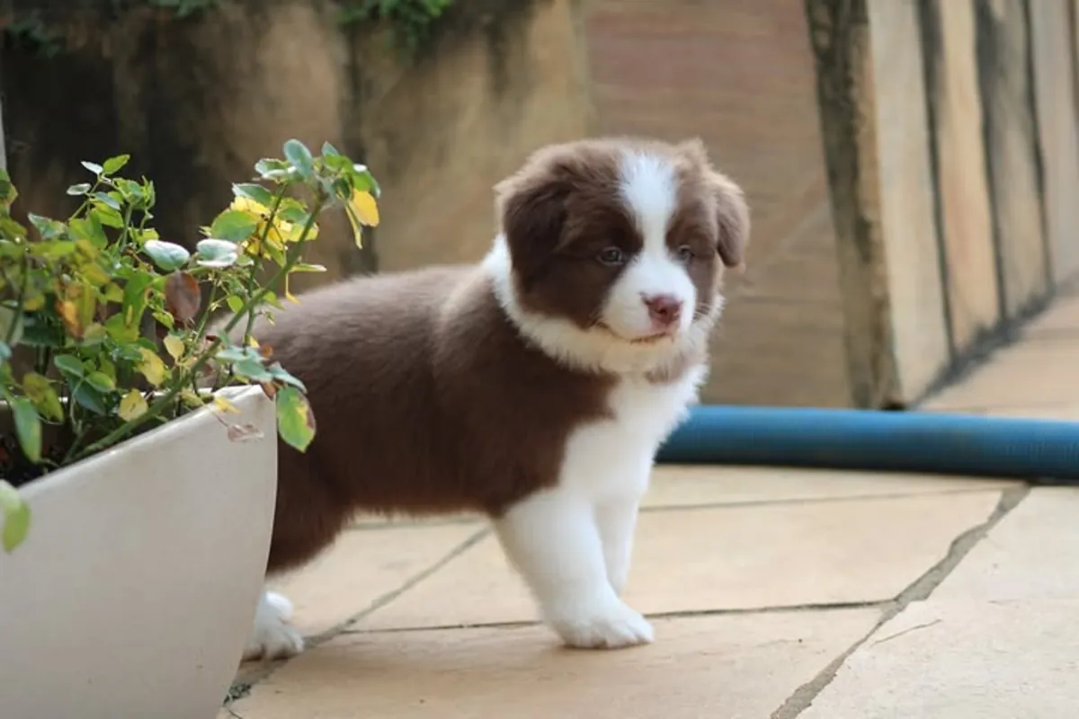 cachorros de Border Collie